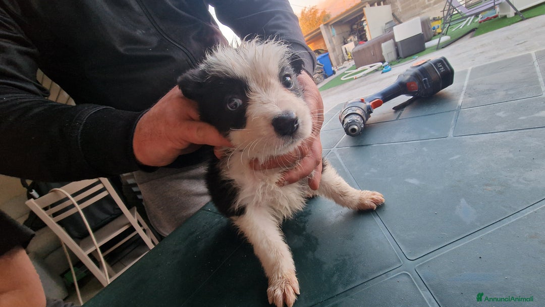 Border Collie cani in vendita: Border collie - Annuncio 6