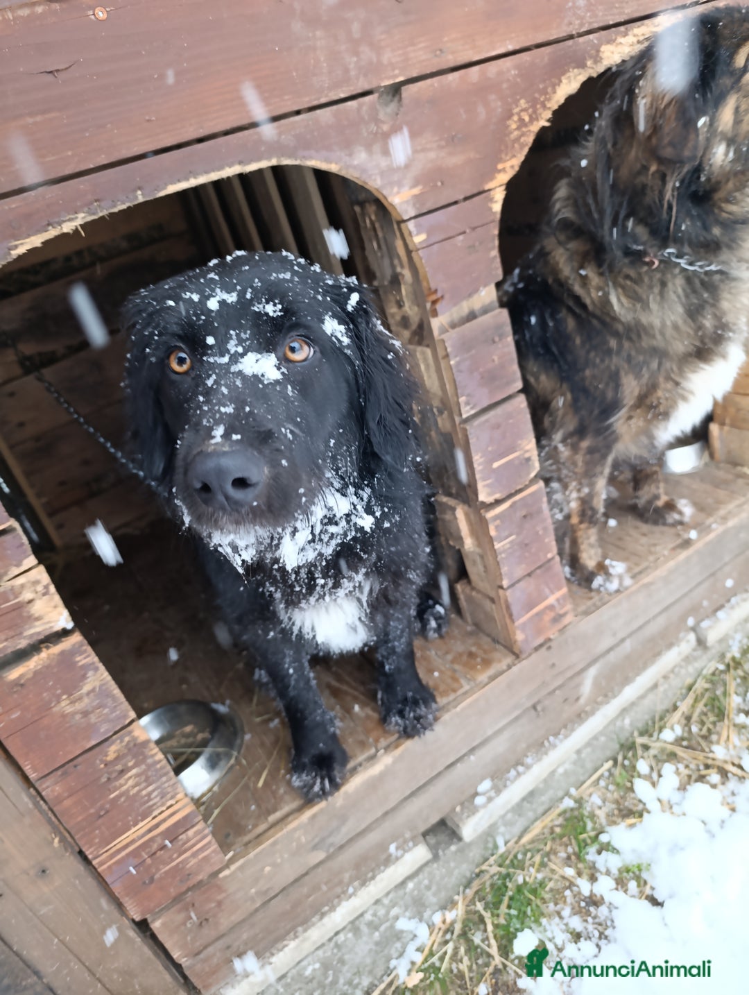Border Collie cani in regalo: nuova casa felice per Alundra - Annuncio 3