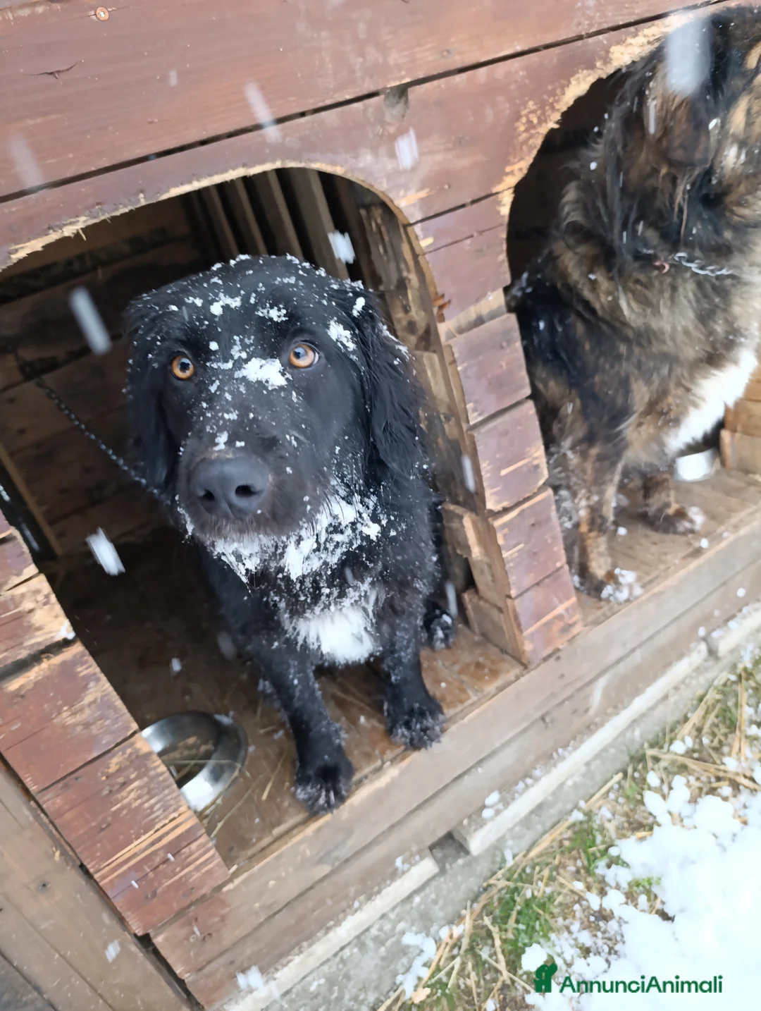 Border Collie cani in regalo: nuova casa felice per Alundra - Annuncio 3
