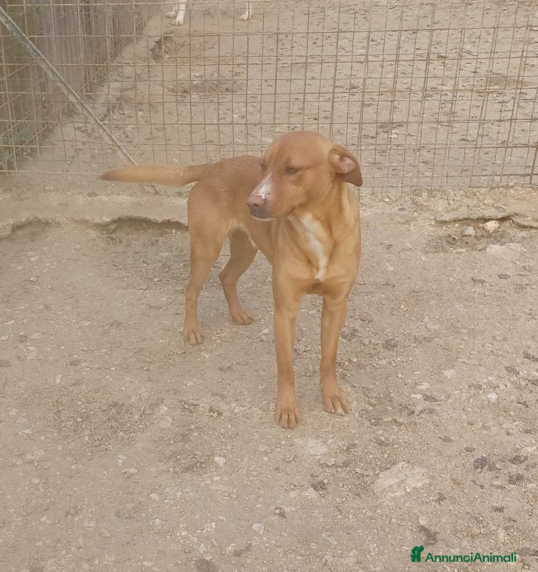 Meticcio cani in regalo: ADOTTA IL DOLCE CORFU' a Città metropolitana di Roma Capitale - Annuncio 7