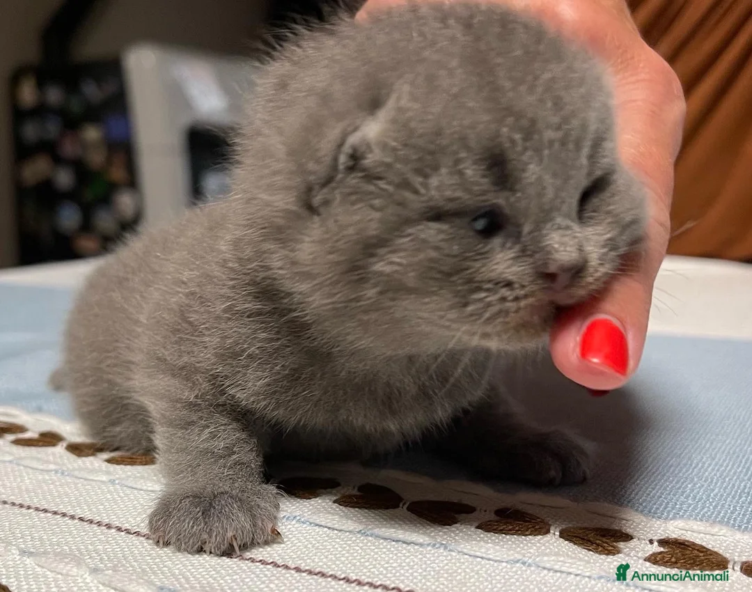 Immagine della galleria {{count}}