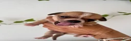 Chihuahua cani in vendita: Chihuahua cuccioli - Annuncio 23