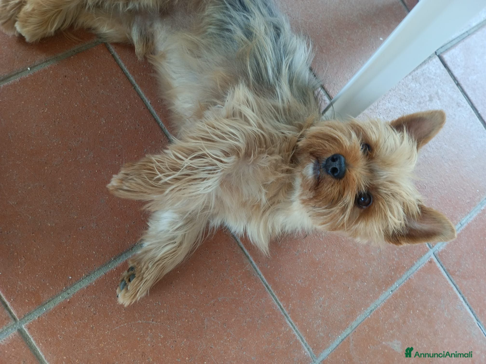 Yorkshire cani Maschio per accoppiamento, cerco femmina - Annuncio 9