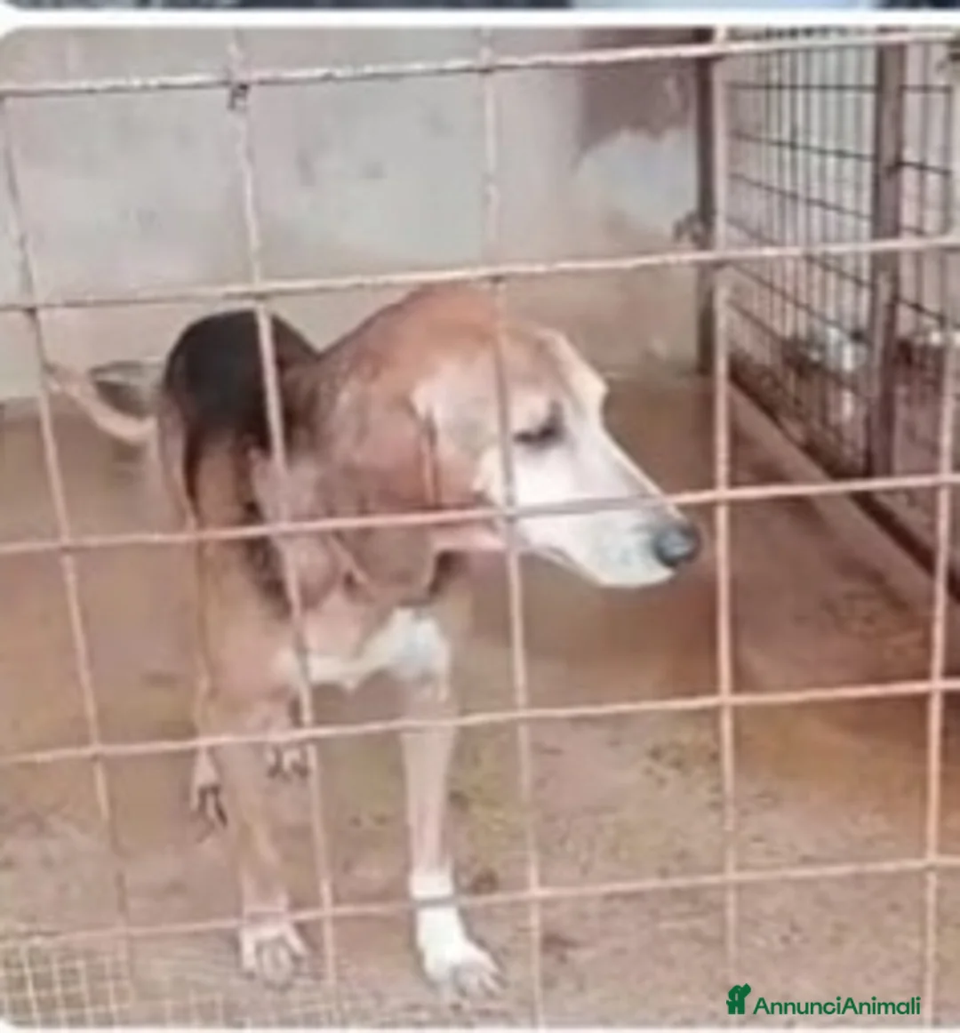 Segugio cani in regalo: Segugio X 8ANNI A CATENA CORTA!! PUGLIA a Città metropolitana di Milano - Annuncio 3