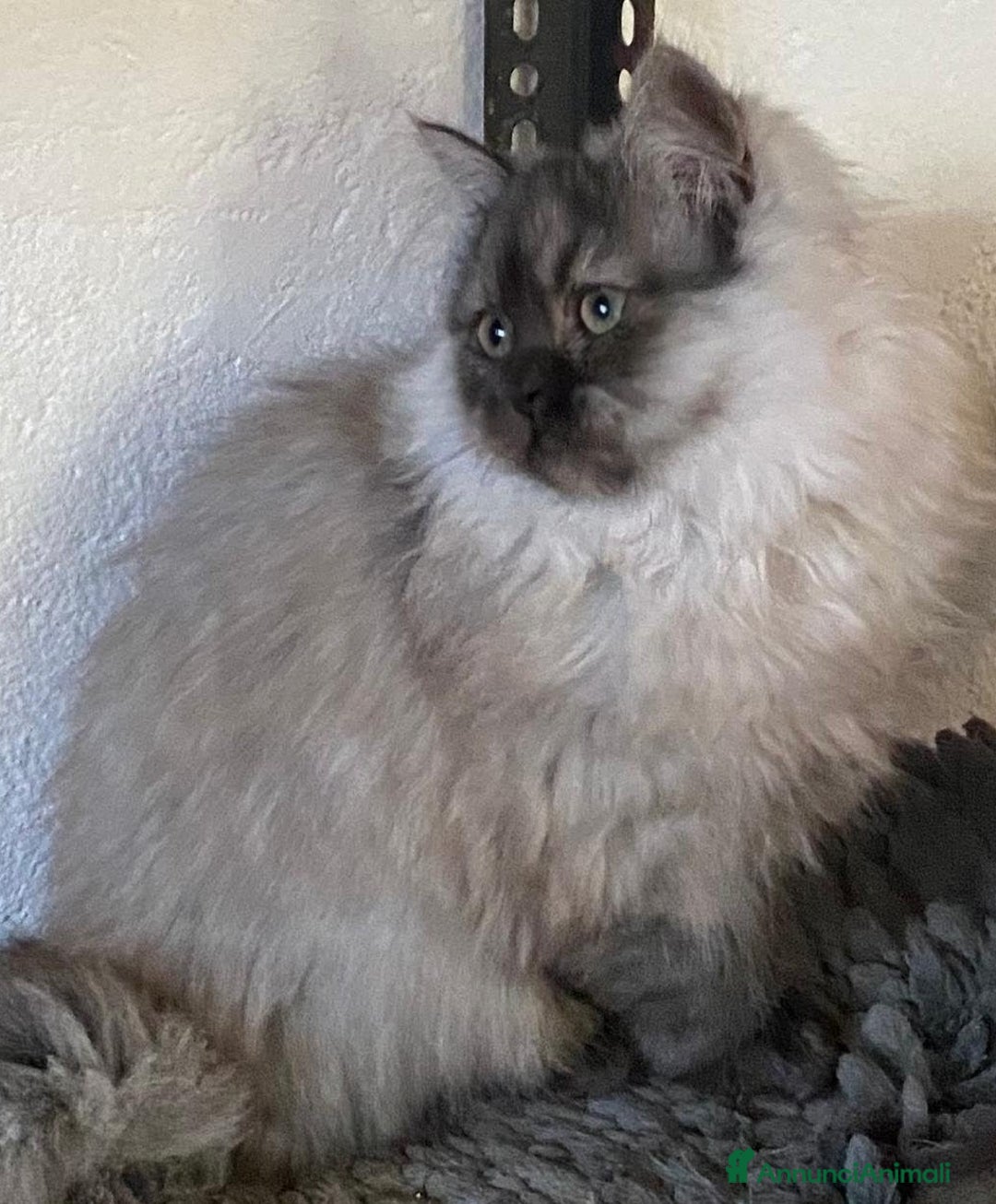 Persiano gatti in vendita: Cucciolo di persiani normotipo MASCHIO  - Annuncio 17