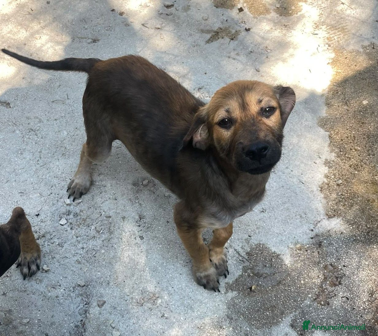 Meticcio cani CUCCIOLA MEDIO PICCOLA - Annuncio 34