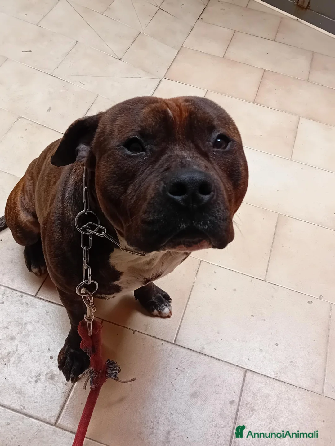 Pitbull cani in regalo: Tayson pitbull di 4 anni  a Città Metropolitana di Bari - Annuncio 2