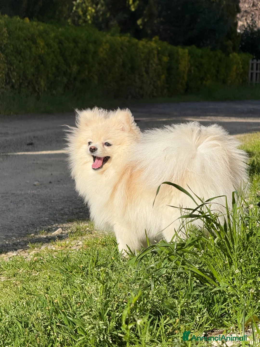 Spitz cani in vendita: Splendidi esemplari di Spitz Pomerania di 2 anni a Città Metropolitana di Bologna - Annuncio 2