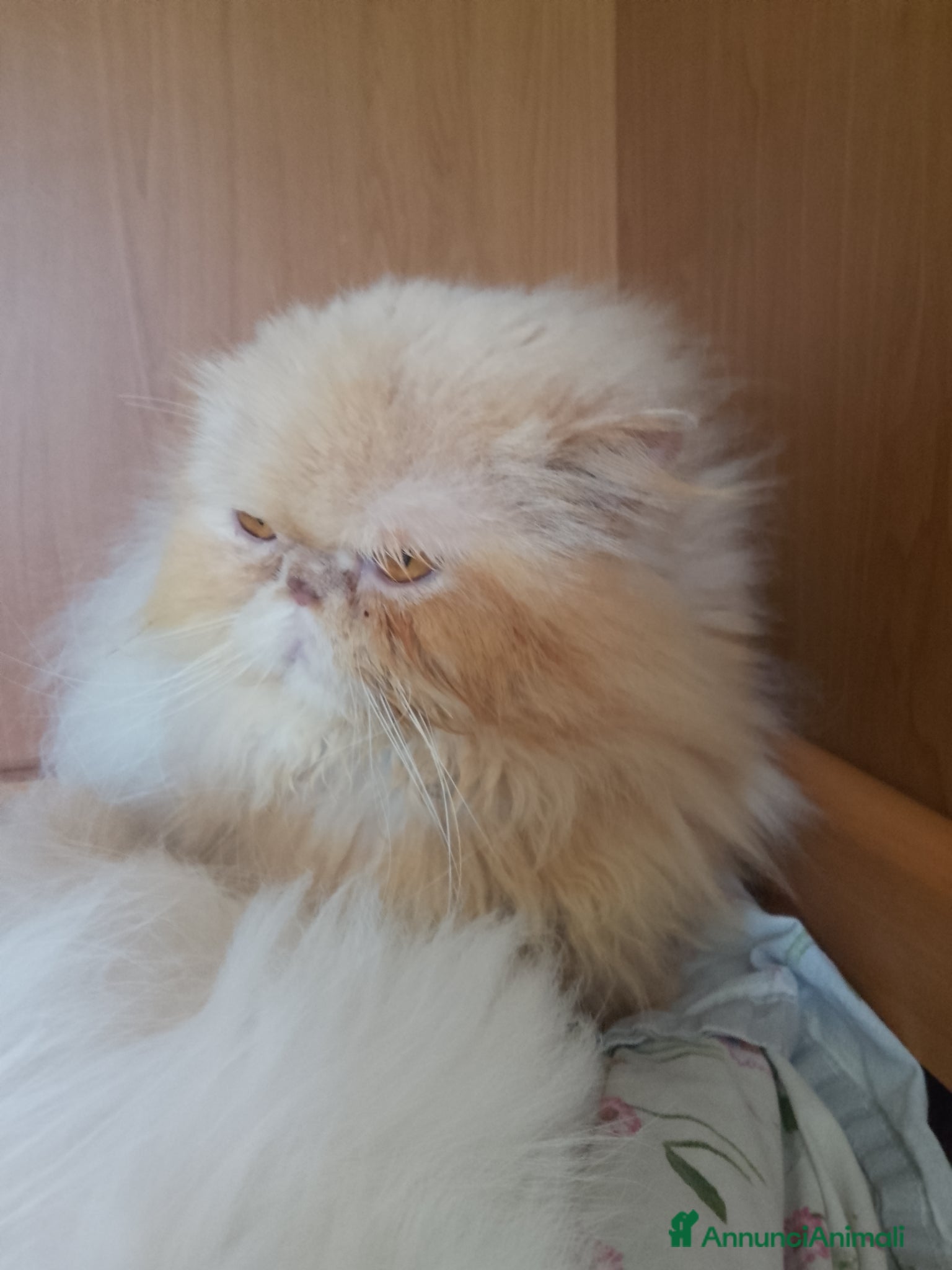 Persiano gatti Gatto persiano  - Annuncio 1