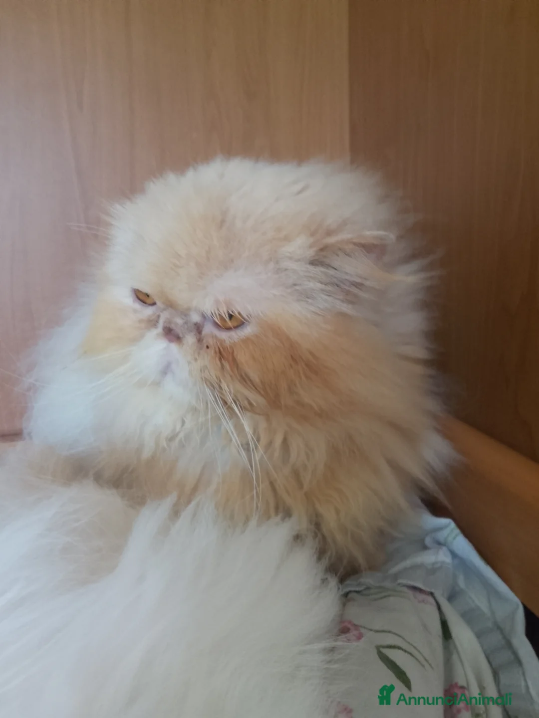 Persiano gatti in vendita: Gatto persiano  - Annuncio 1