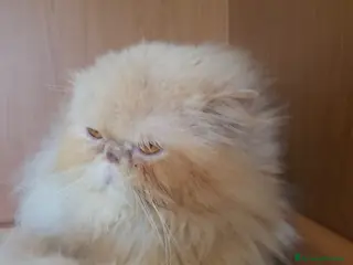 Persiano gatti Gatto persiano - Annuncio 11