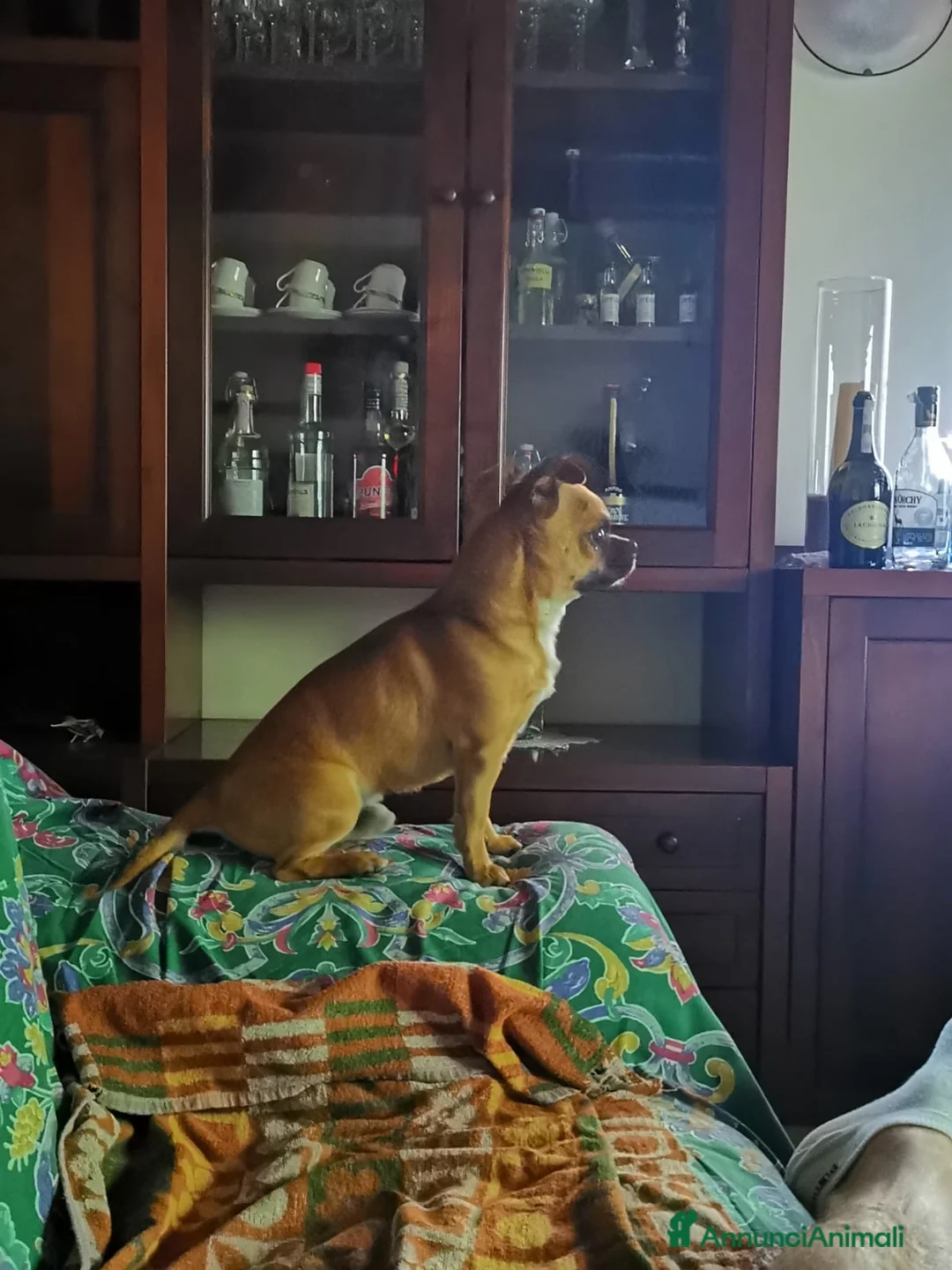 Chihuahua cani per accoppiamento: Femmina per accoppiamento  a Provincia di Cuneo - Annuncio 8