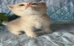 Scottish gatti in vendita: Scottish Straight - Annuncio 9