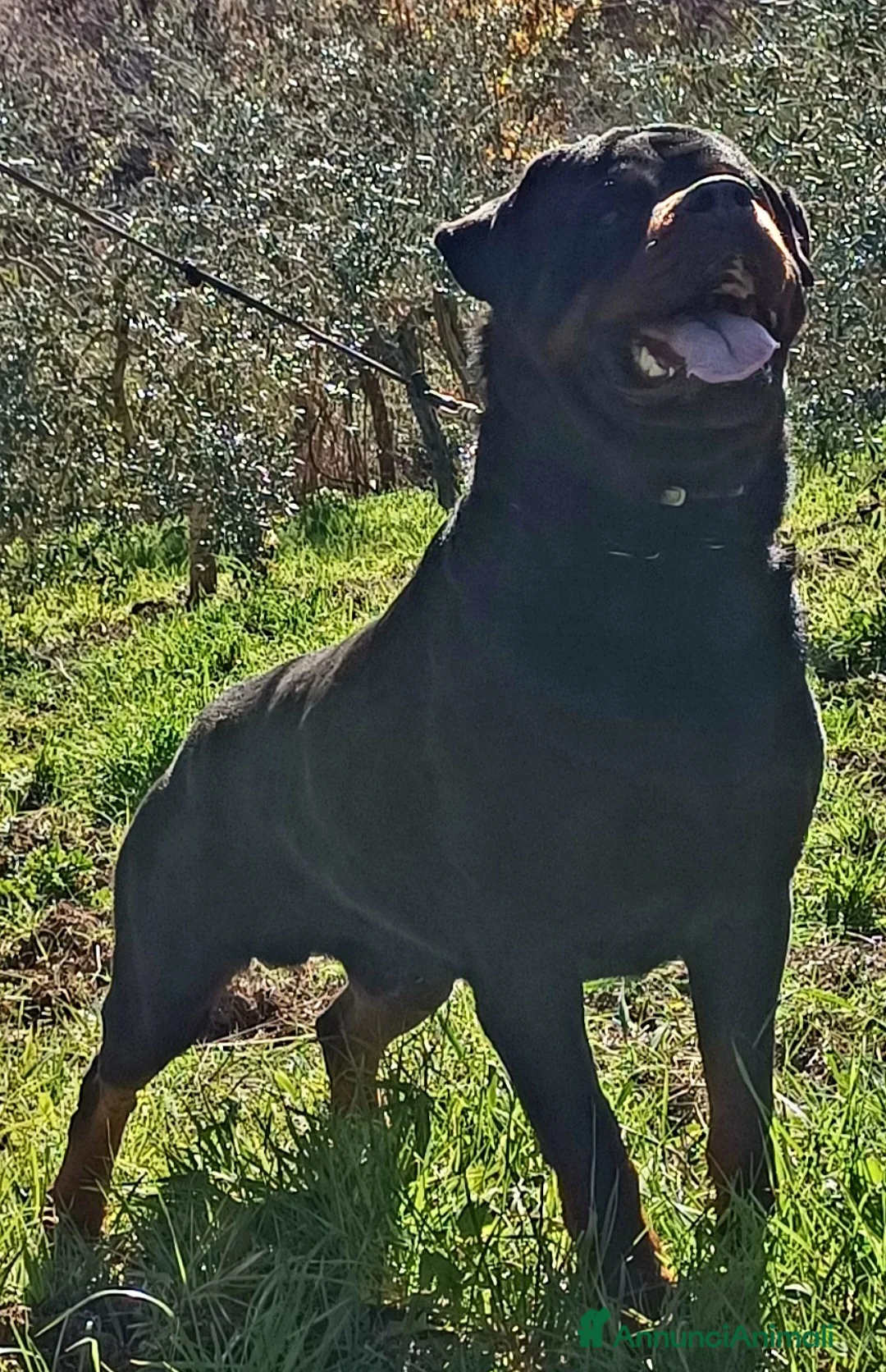 Rottweiler cani per accoppiamento: Rottweiler - Annuncio 6