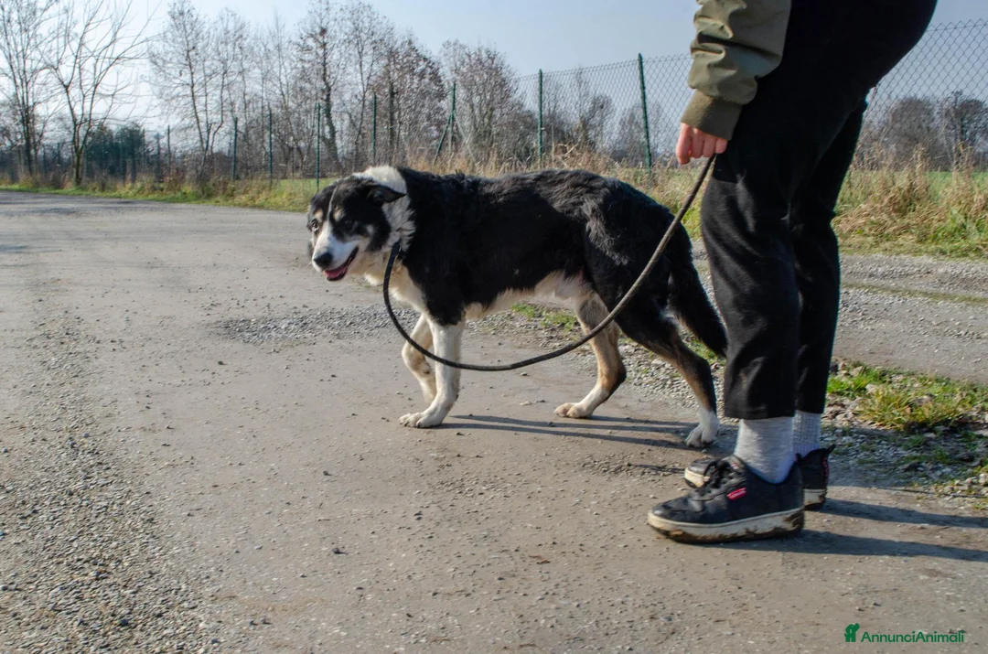 Altre razze cani in regalo: rocky adozione del cuore - Annuncio 2