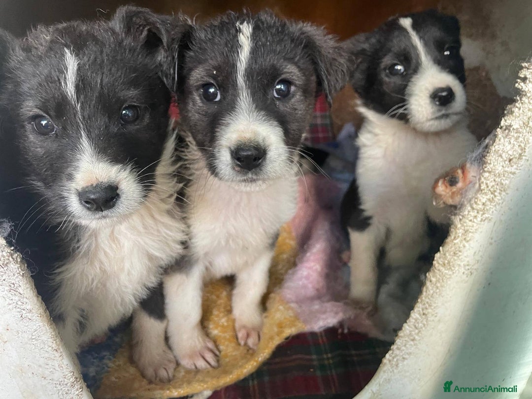 Meticcio cani in regalo: 4 cucciolotti meravigliosi cercano casa - Annuncio 5