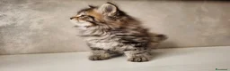 Siberiano gatti in vendita: Disponibile Cucciolo di Gatto Siberiano a Città metropolitana di Milano - Annuncio 4