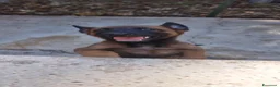 Pastore Belga cani in vendita: Pastore Belga Malinois di Villa Selen  - Annuncio 3