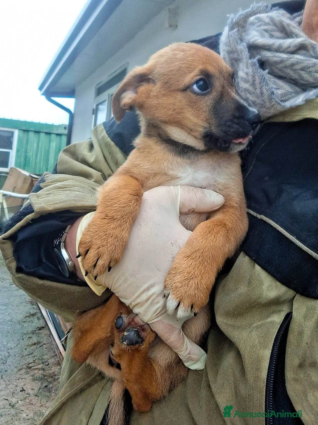 Meticcio cani in regalo: FRECCIA 🩷- cucciola dolcissima cerca una famiglia - Annuncio 4