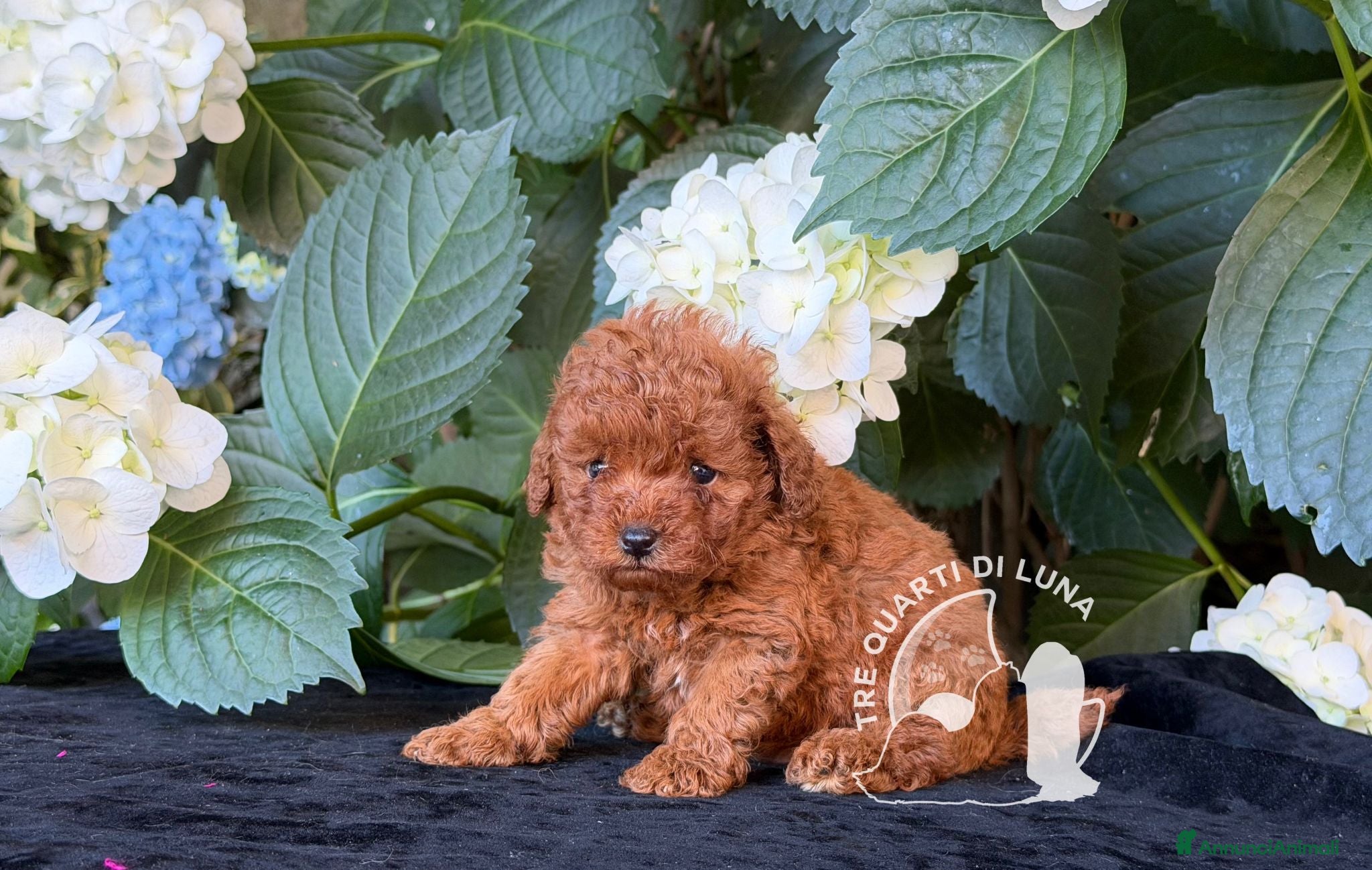 Barboncino Toy cani Cuccioli Barboncino Toy - 2 Mesi - Annuncio 6