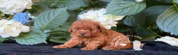 Barboncino Toy cani in vendita: Cuccioli Barboncino Toy - 2 Mesi - Annuncio 1