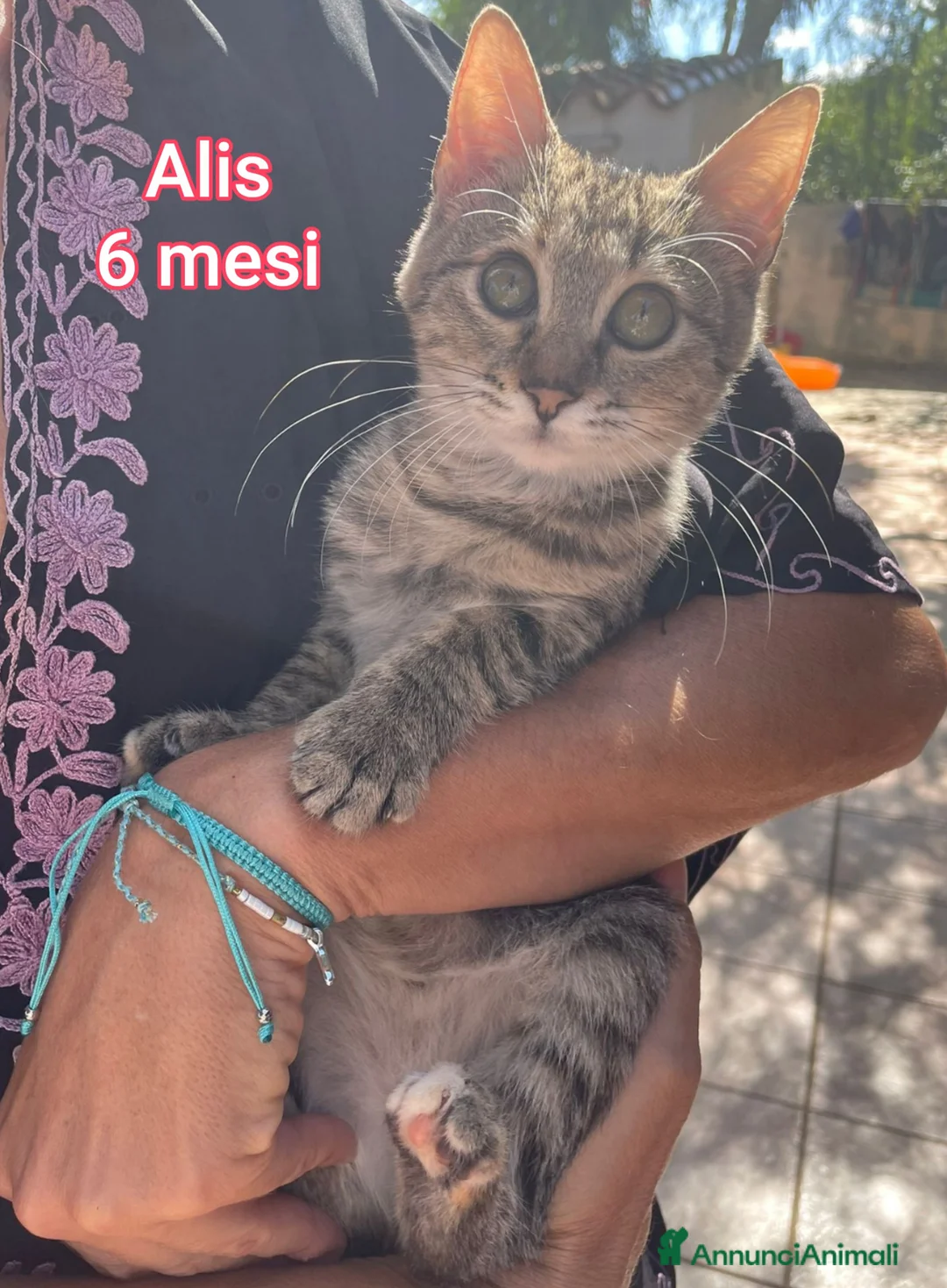 Altre razze gatti in regalo: GATTINI SOLI ED ESCLUSI! - Annuncio 10