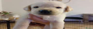 Labrador 2