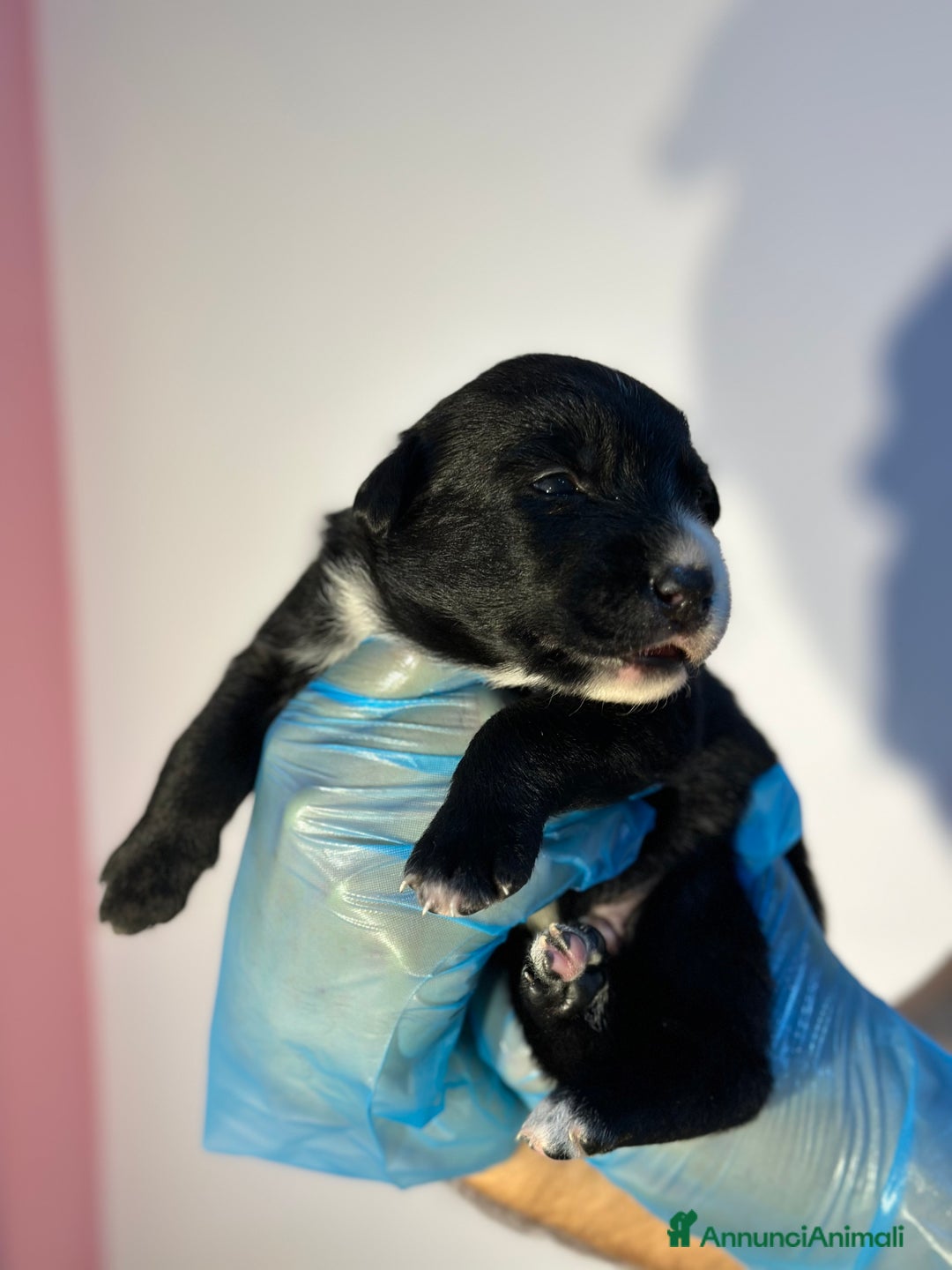 Altre razze cani in regalo: 🆘 CUCCIOLI CERCANO CASA  - Immagine 6