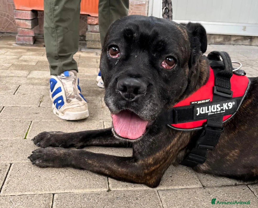 Meticcio cani in regalo: CHERRY BOXER - Annuncio 5