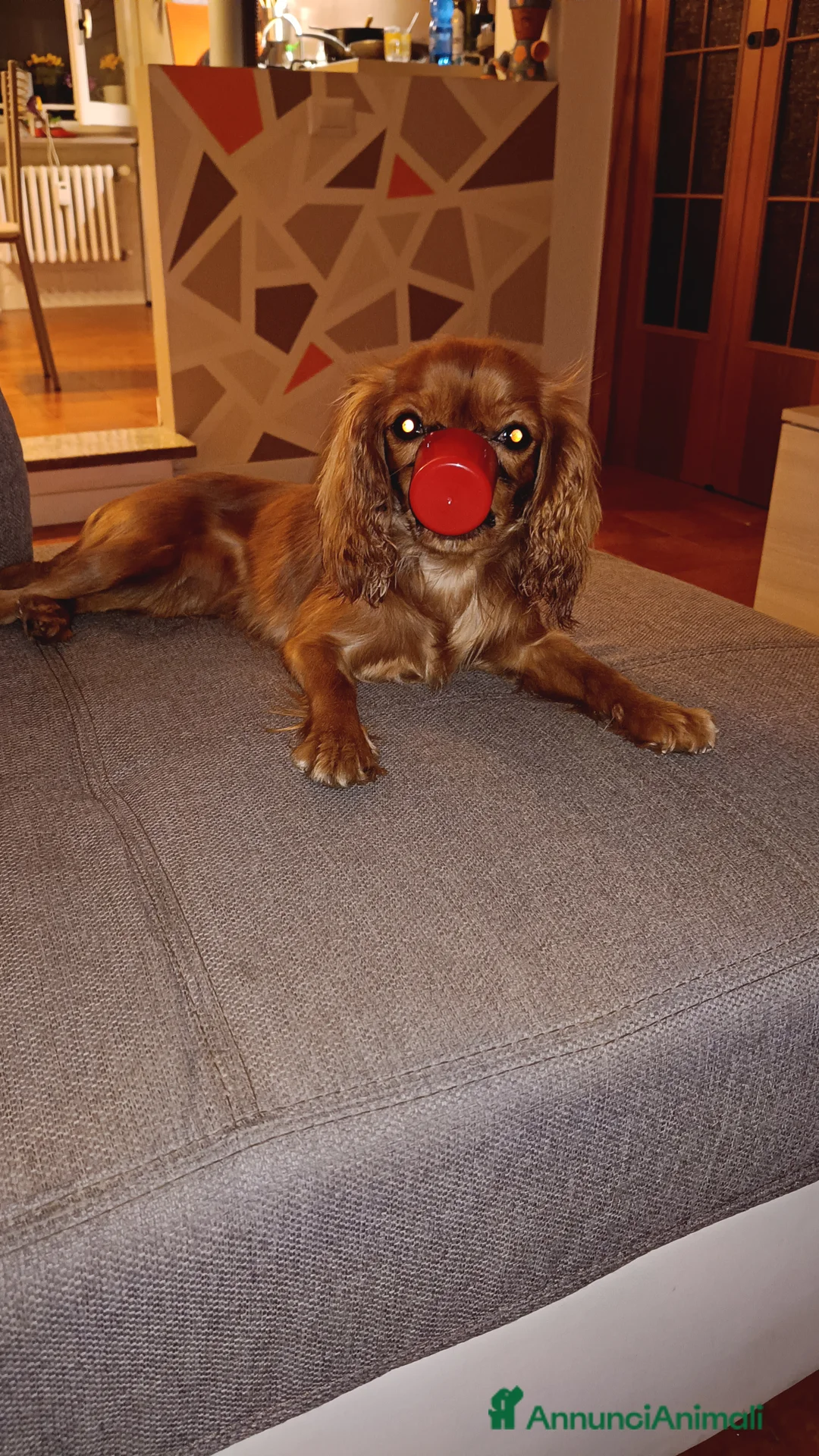 Cavalier King cani in vendita: Dolcissima Cavalier King femmina cerca famiglia  - Annuncio 7