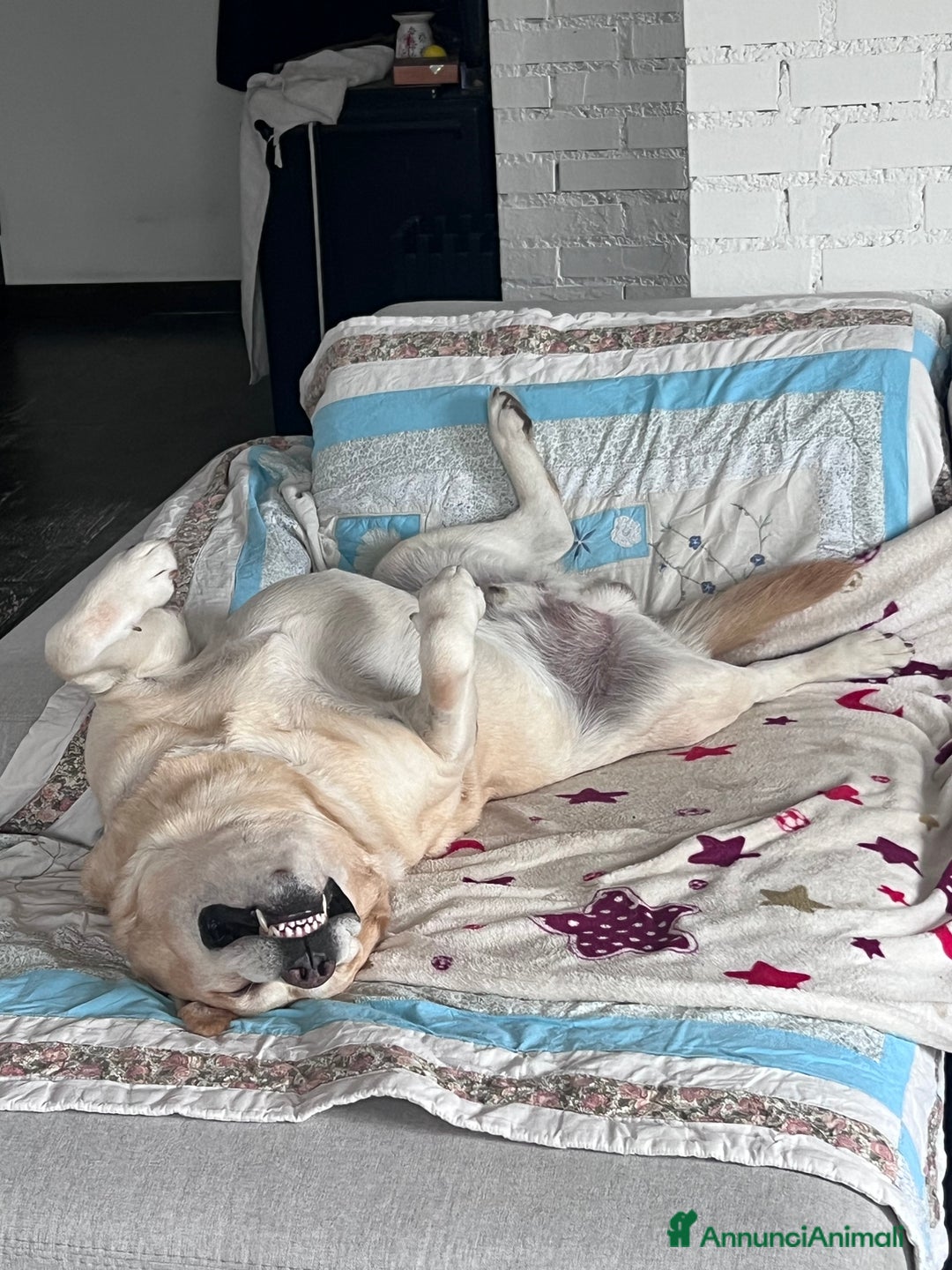 Labrador cani per accoppiamento: Labrador Retriever per monta  - Annuncio 3