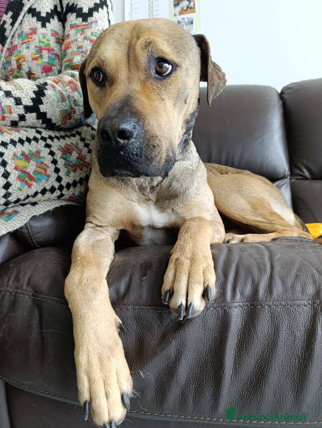 Meticcio cani in regalo: Bellissimo e dolcissimo Bobby - Annuncio 9