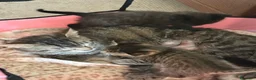 Meticcio gatti in regalo: Regalo gattini - Annuncio 2