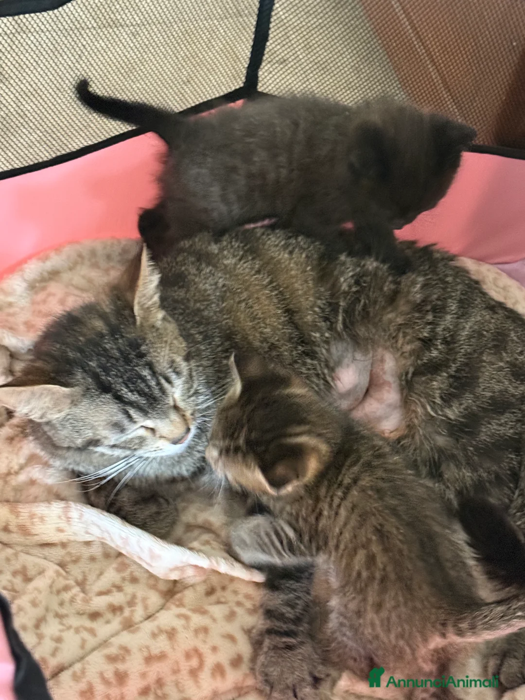 Meticcio gatti in regalo: Regalo gattini - Annuncio 2