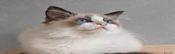Ragdoll gatti in vendita: Ragdoll cuccioli  - Annuncio 3