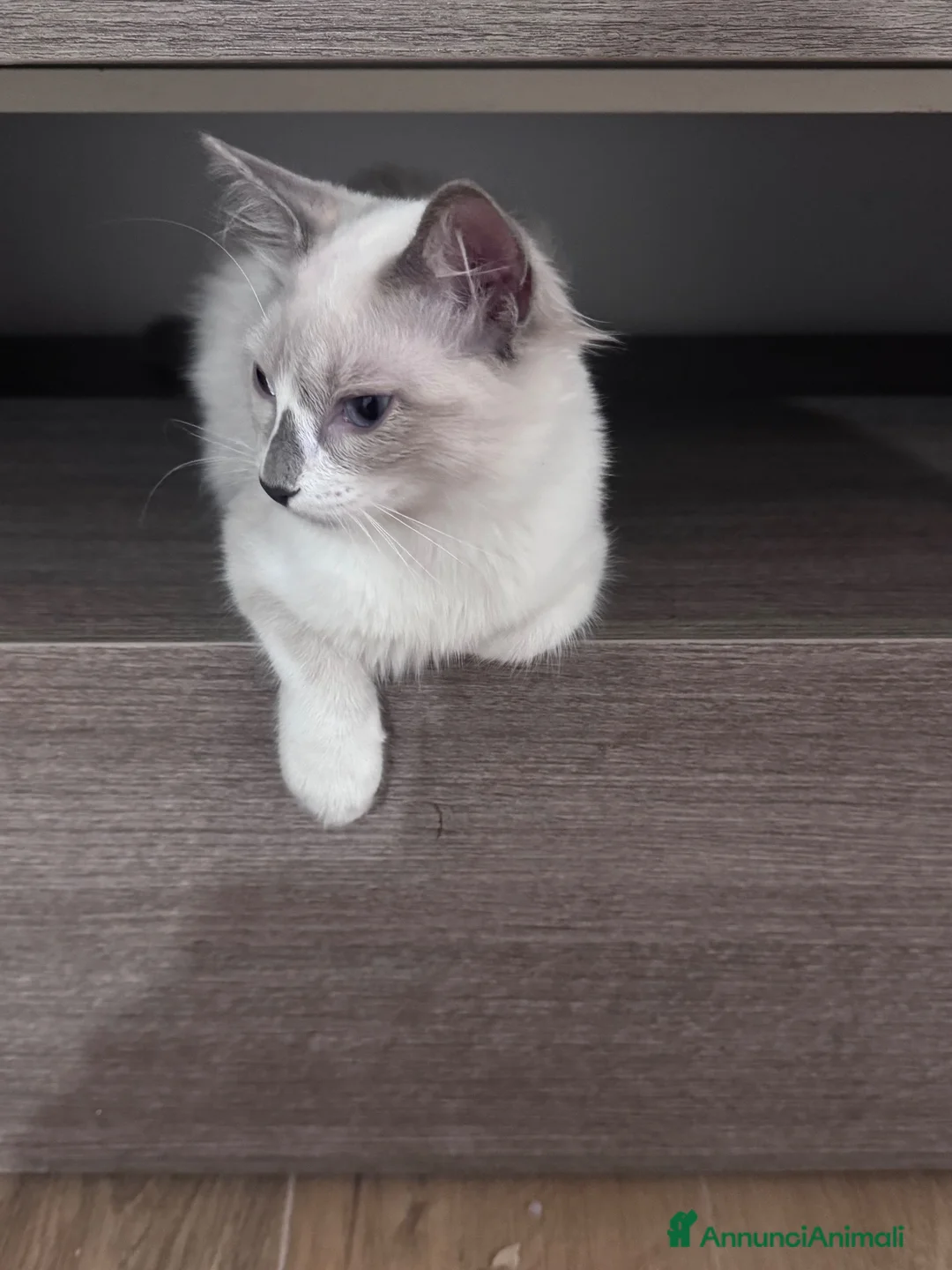 Ragdoll gatti in vendita: Ragdoll - Annuncio 9