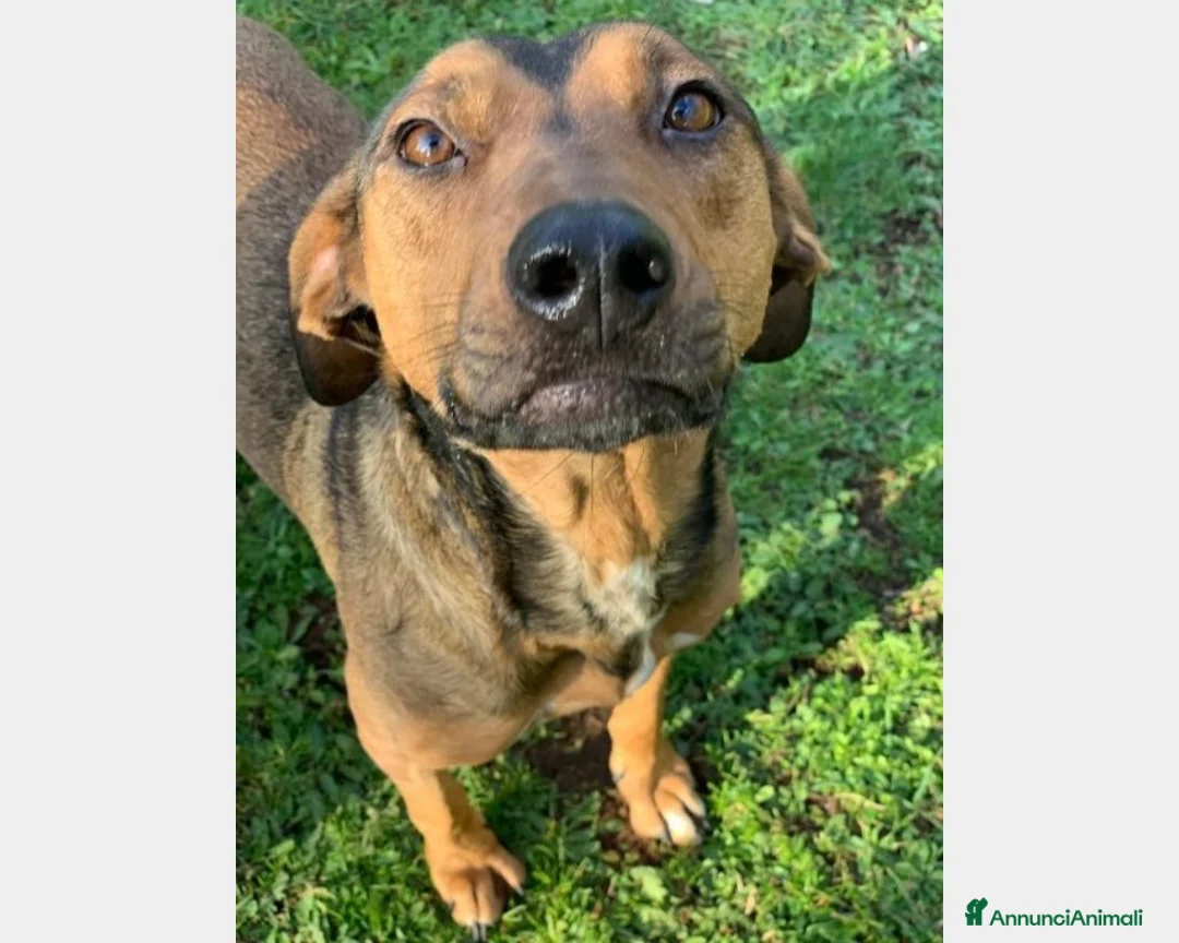 Segugio cani in regalo: 1 MIRACOLO X ROSY 3ANNI CON LEISHMANIA! ROMA a Milano - Annuncio 4