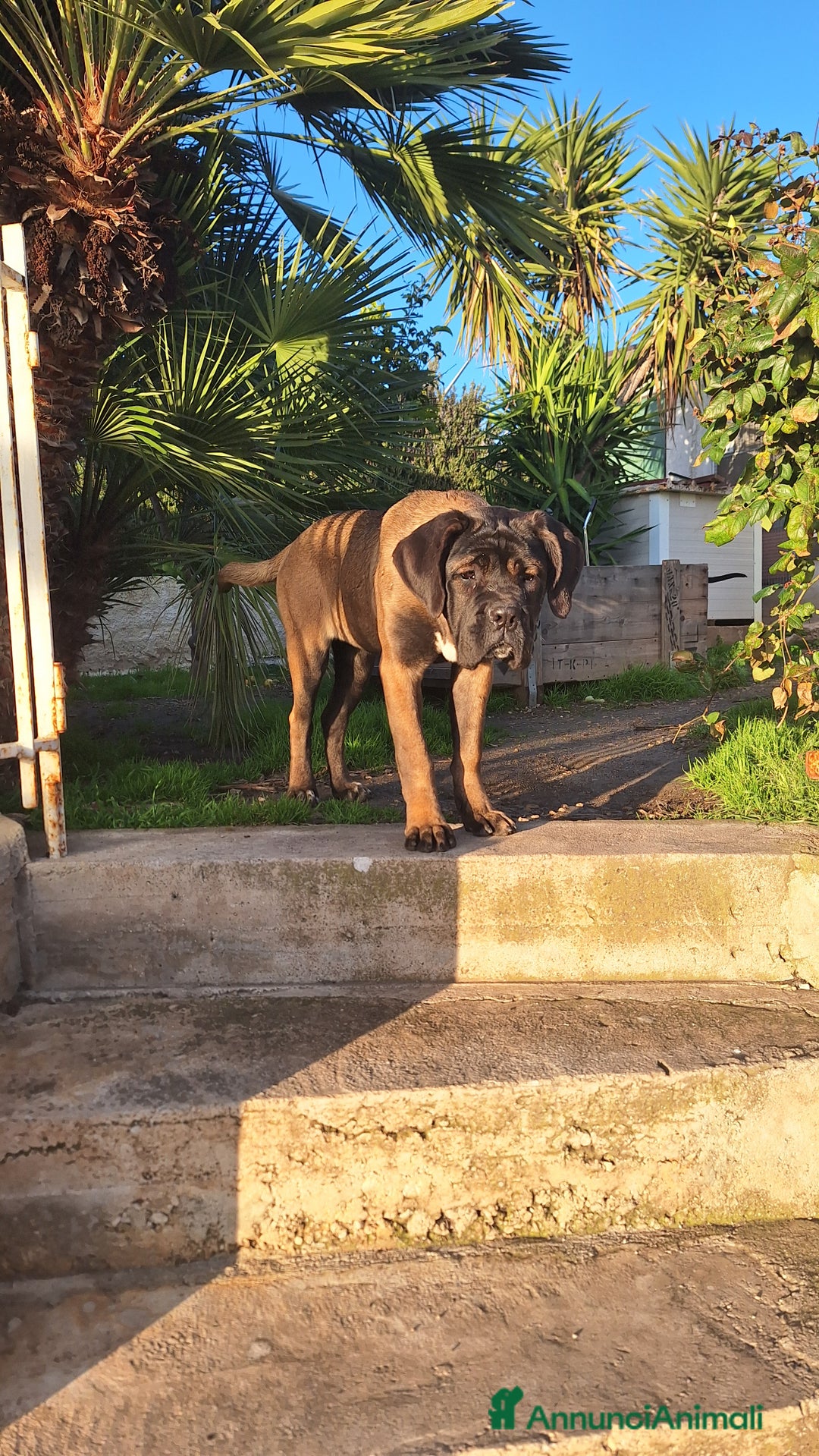 Cane Corso cani in vendita: Cane Corso - Annuncio 4