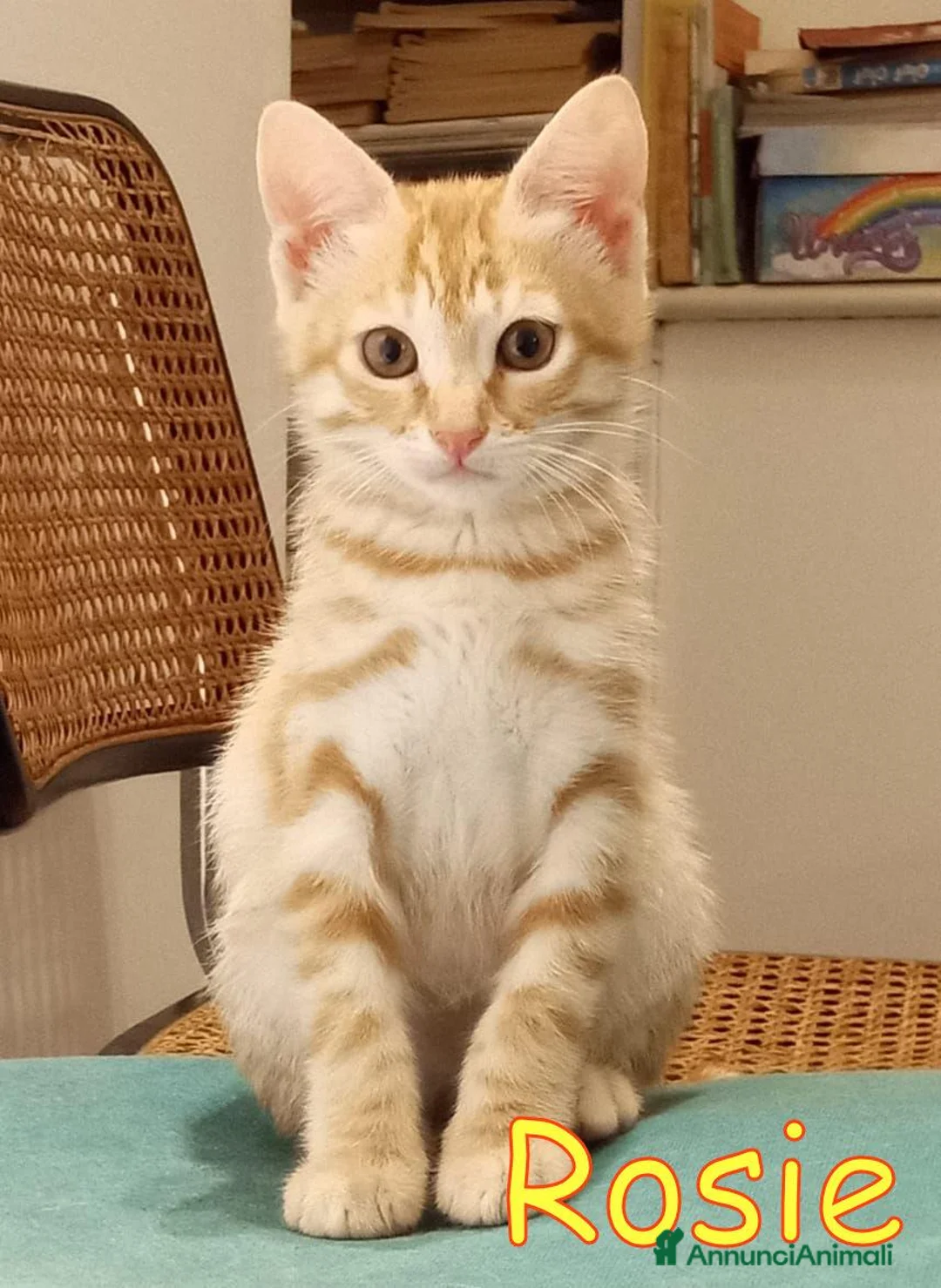 Europeo gatti in regalo: CERCASI CASA PER LA PICCOLA ROSIE!  - Annuncio 1