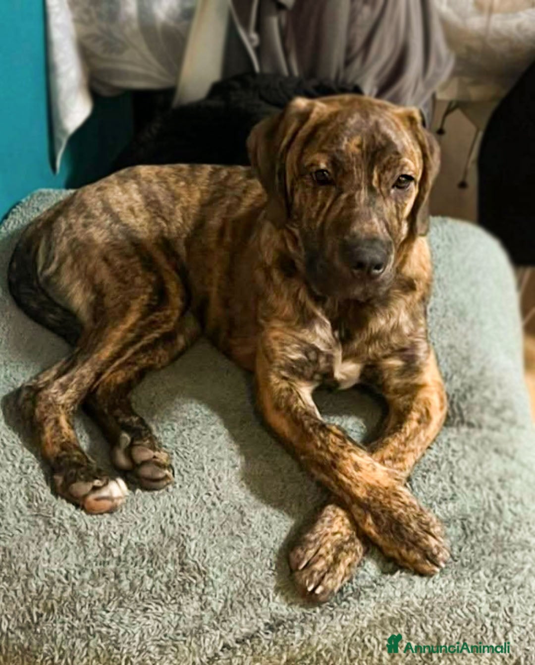 Cane Corso cani in regalo: Kevin cucciolone mixcorso a Milano - Immagine 3