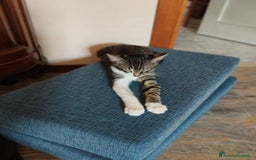 Europeo gatti in regalo: L'ULTIMO CUCCIOLO,TIMIDONE, CERCA CASINA - Immagine 5