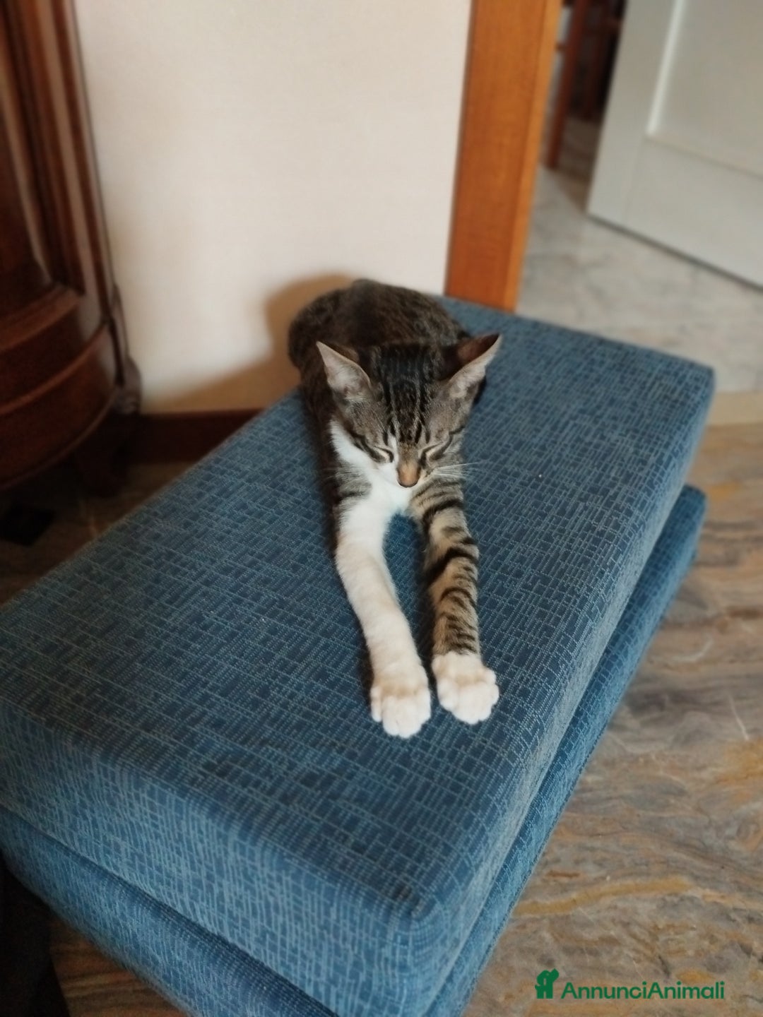 Europeo gatti in regalo: L'ULTIMO CUCCIOLO,TIMIDONE, CERCA CASINA - Immagine 5