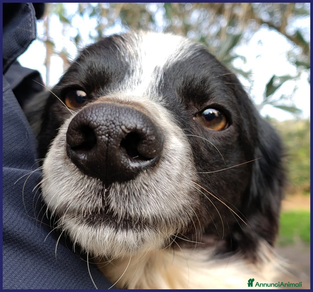 Meticcio cani in regalo: CURACAO, CUCCIOLONE 9 MESI, TIMIDO MA CERCA AMORE a Città metropolitana di Milano - Annuncio 2