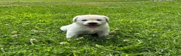 Labrador cani in vendita: Cuccioli di Labrador Miele a Provincia di Massa e Carrara - Annuncio 6