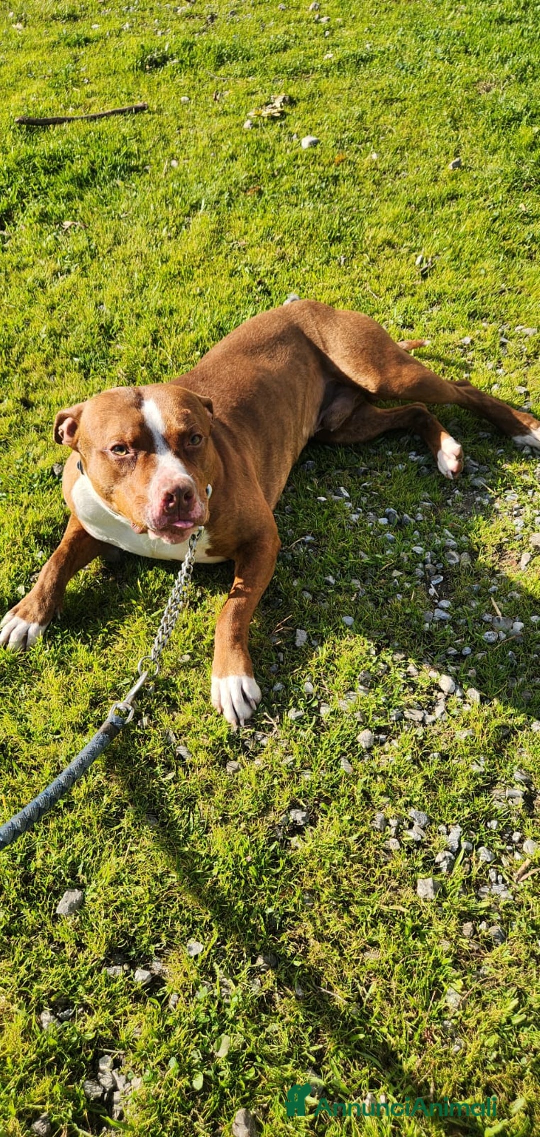 Pitbull cani in regalo: Pitbull splendido(e sorella)18mesi SOS URGENTE.SUD - Annuncio 6