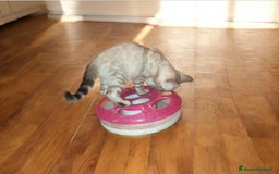 Bengala gatti in vendita: Cuccioli Bengala  - Immagine 8