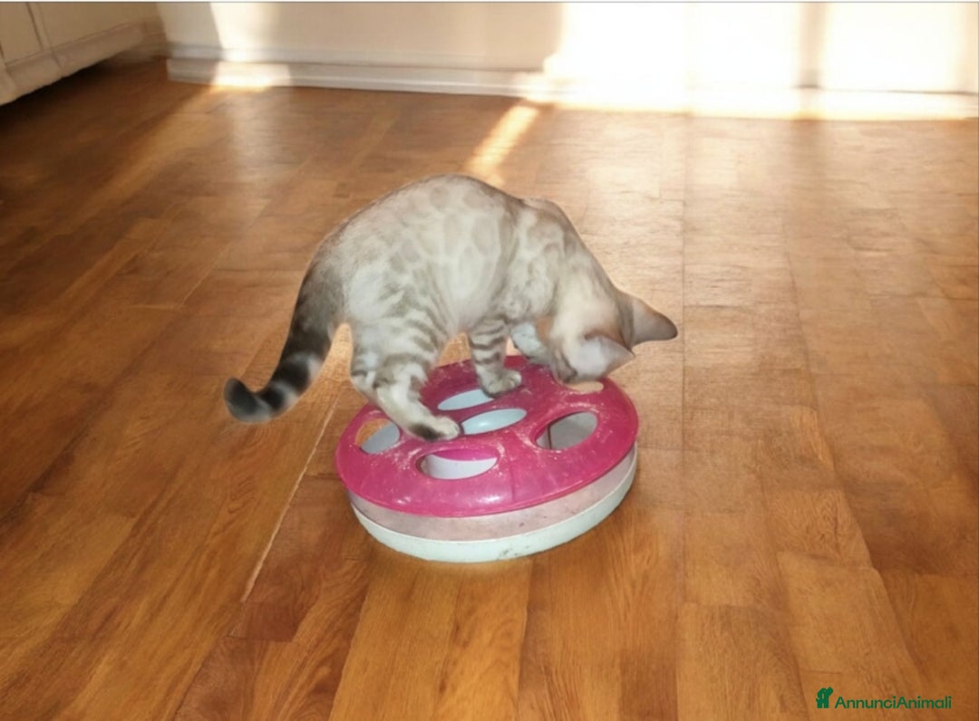 Bengala gatti in vendita: Cuccioli Bengala  - Immagine 8