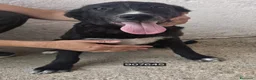 Meticcio cani in regalo: Licia - Annuncio 1