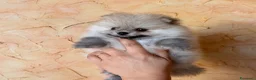 Volpino Pomerania cani in vendita: Cuccioli di Pomerania nano  - Annuncio 14