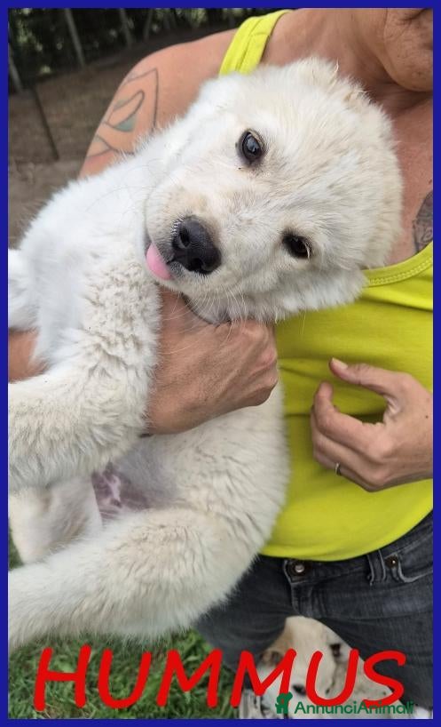 Meticcio cani HUMMUS DOLCE CUCCIOLO 2 MESI, BUONISSIMO E COCCOLO - Annuncio 18